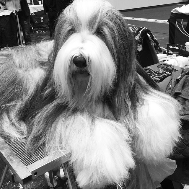 14562046_1813351712263258_1112420998092685312_n