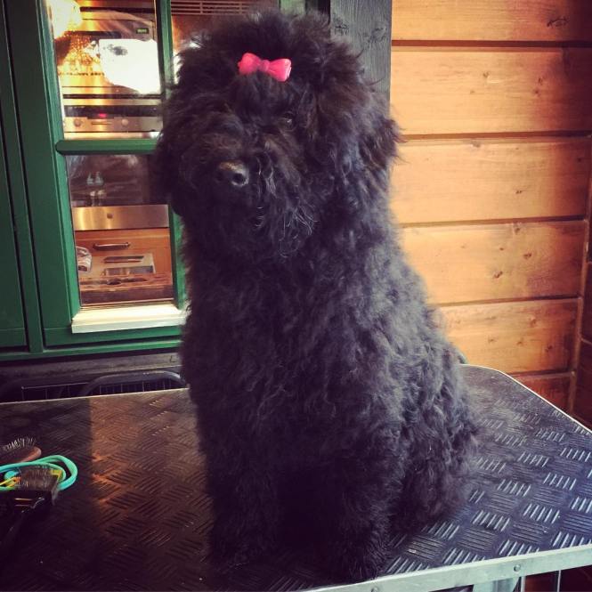 15624312_196941767376472_165344730383646720_n