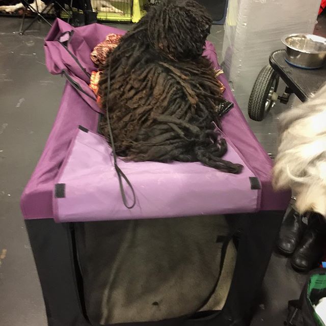 15803312_1788310301433060_6919408041473343488_n