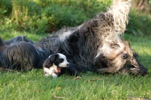 "Moster Wilma" busar med valpen