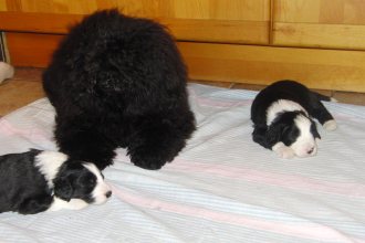 Ester vaktar valparna som sover