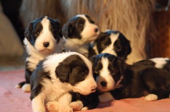 3,5 veckor gamla valpar