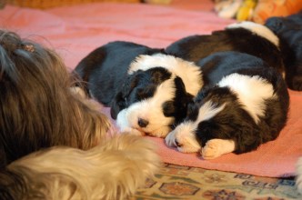 Wilma myser med valparna