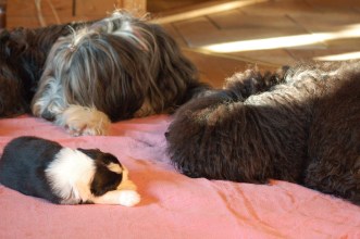 Ester är nyfiken på valpen