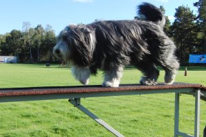 Wilma agility