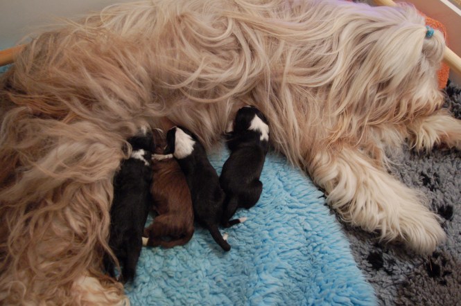 Wilma född 27/12 07