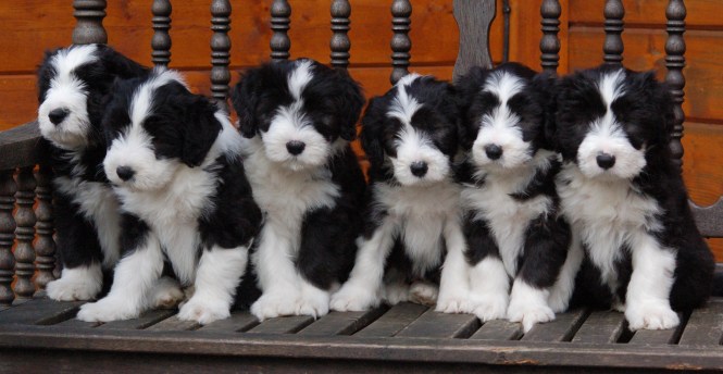 Sally och Scott valpar 2012