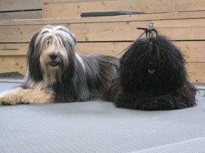 Ella och Ester publik