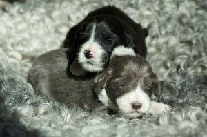 ShadowsOchEclipse13web