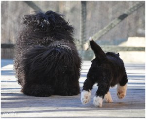 ester leker med valp