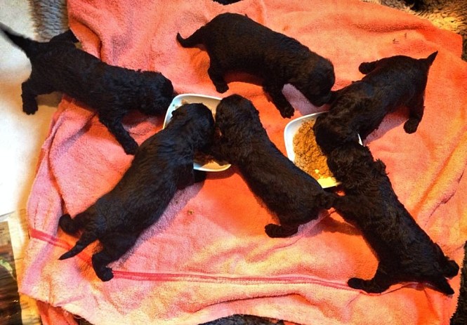 10565929_771768402875647_77779535_n