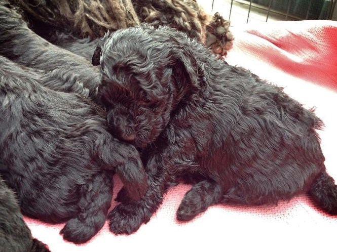 10588779_772743936111427_1139118949_n