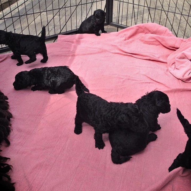 10592036_772742309444923_925575448_n