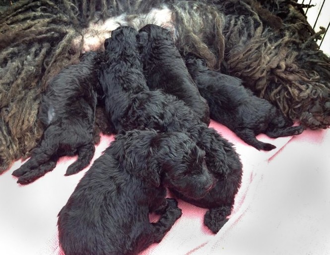 10595876_772743949444759_463336824_n