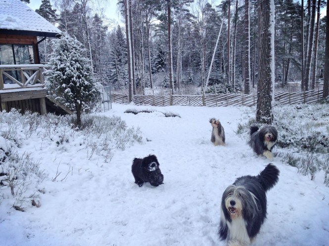 10956037_871768739542279_1935019635_o