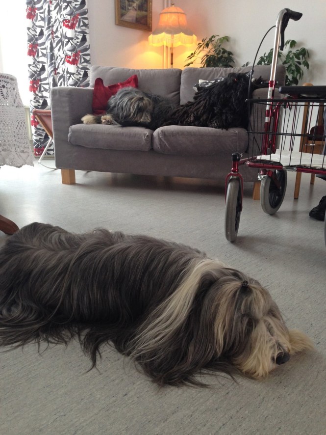 10965118_871765919542561_750987527_o