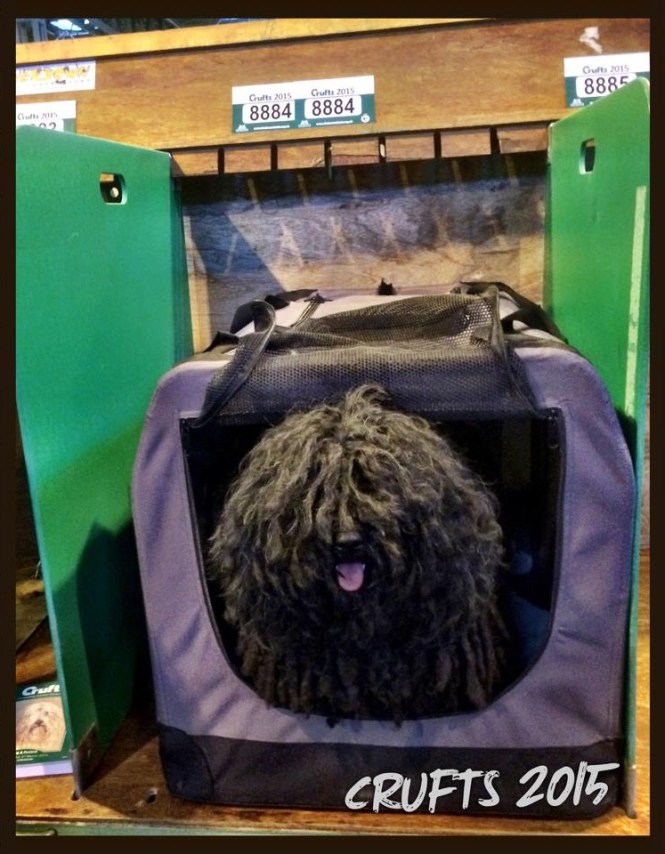 crufts 2015web