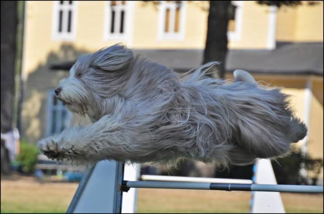 11218626_10153539622528756_4718926449202394869_n