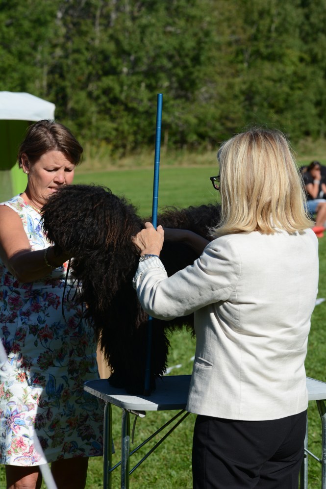 Puli hane junior nr 16 B