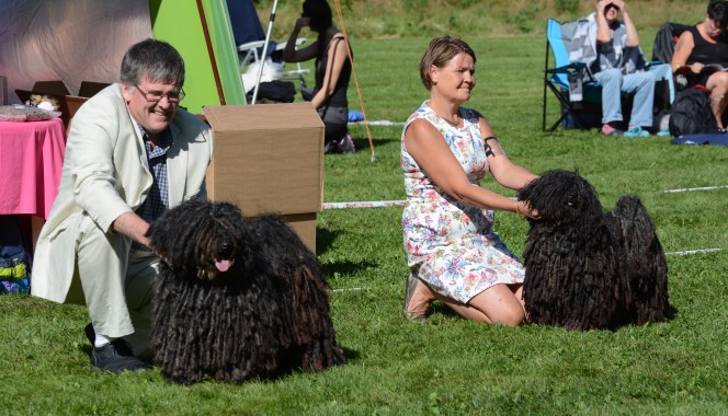 Puli tik champion klass