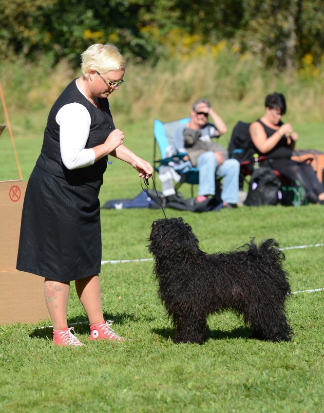 Puli tik junior nr 24