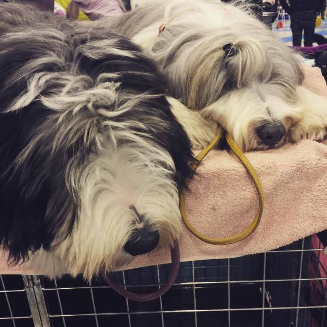 12443732_1086550171397467_1116146720_o