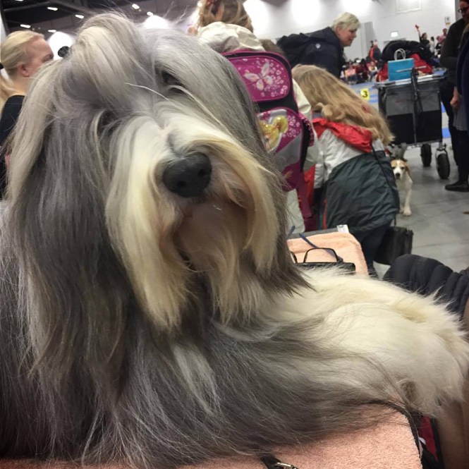 12873445_1086556848063466_594647470_o