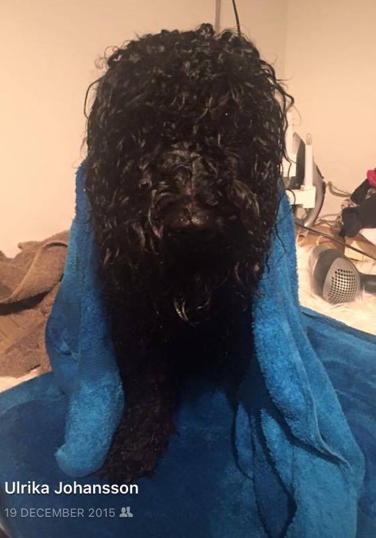 13639583_10208580278398754_285120646_o