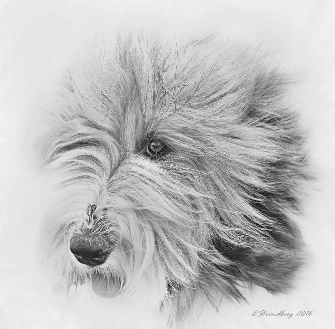 13950907_1182608168458333_372242982_o