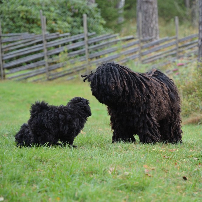 dsc_5836piaf-o-kafka