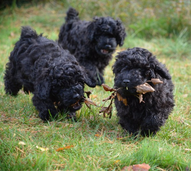 dsc_5843piaf-i-ta%cc%88ten