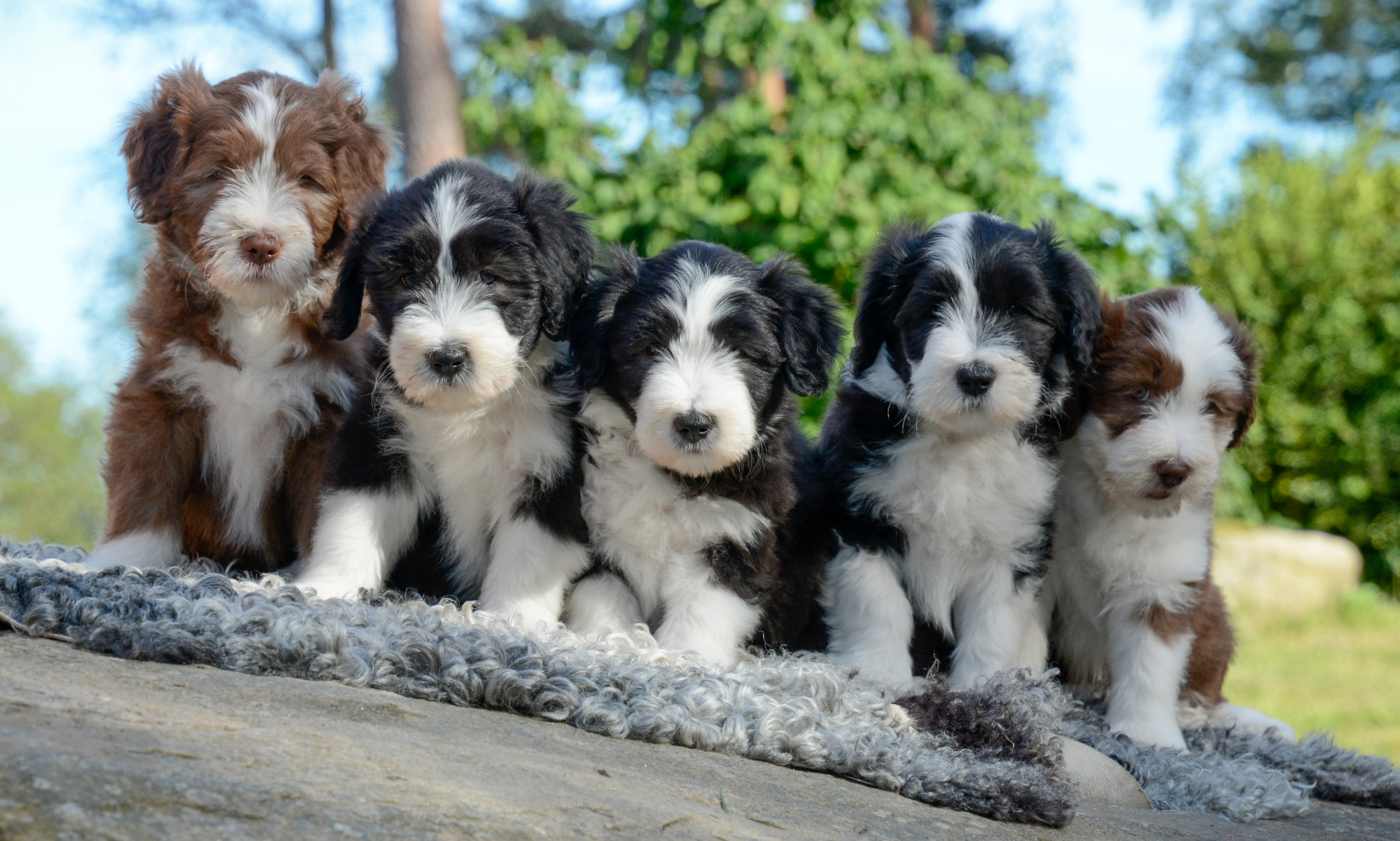 Brown border collie puppy stock photo. Image of collie - 40024966, image size:3537x2126
