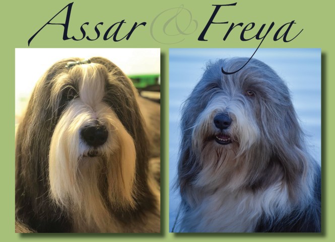 Porträtt på hanen Assar och tiken Freya.