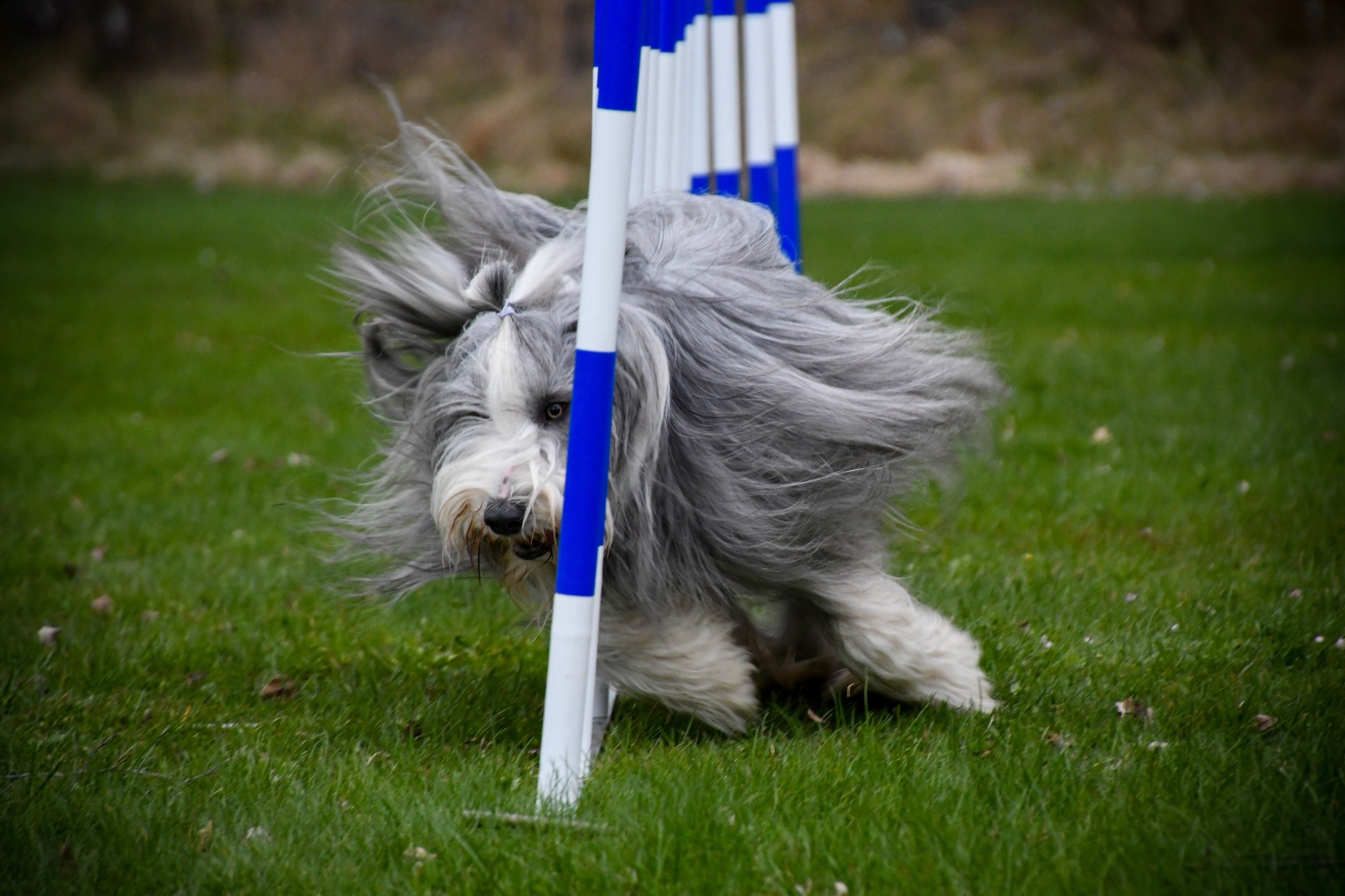 Noen som har sett en collie som bærer ørene sine bakover sånn her? De  spretter opp når han er på vakt, og ørene hans er tuppet som om de var  tapet da, image size:2048x1365