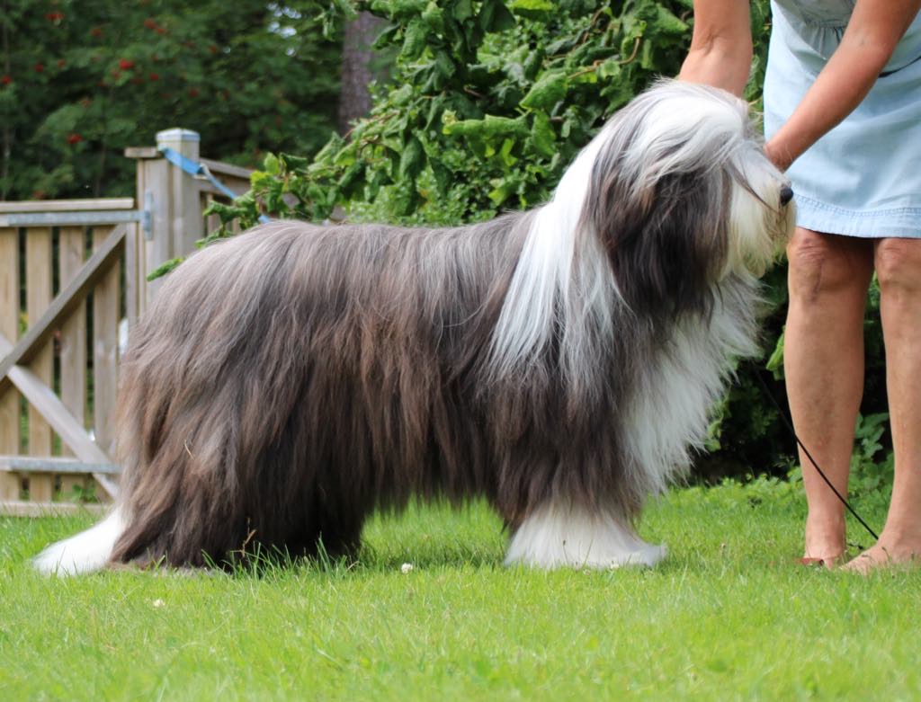 Puppy dog border collie on multicolored studio dark background in neon  gradient pink purple blue light. Cute pet dog. Animal life pets love  concept Stock Photo - Alamy, image size:1024x781