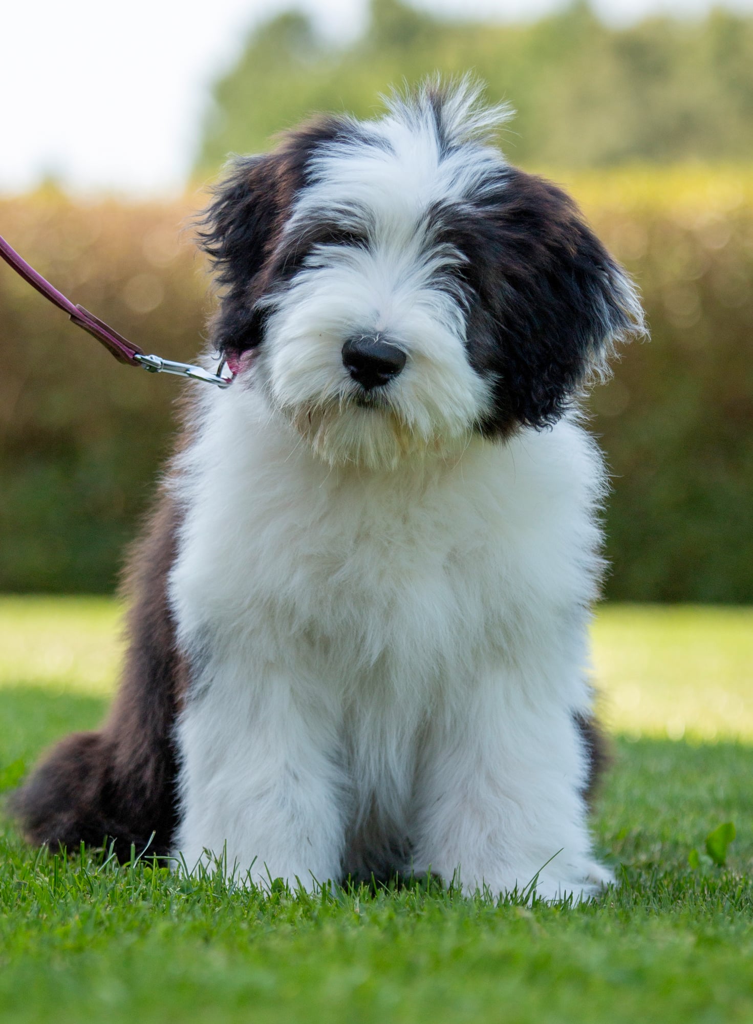Free Images : grass, animal, pet, sitting, snout, dog breed, herding dog,  long haired, shetland sheepdog, dog like mammal, carnivoran, dog breed  group, icelandic sheepdog, rough collie, german spitz mittel, german spitz,, image size:1471x2000